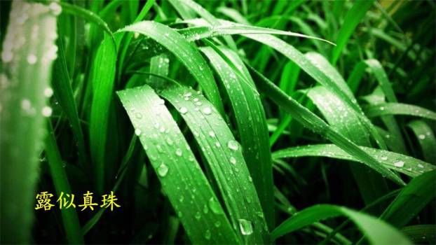 古诗三首PPT课件76