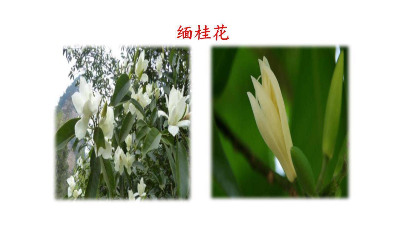 昆明的雨PPT课件82