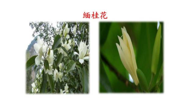 昆明的雨PPT课件82