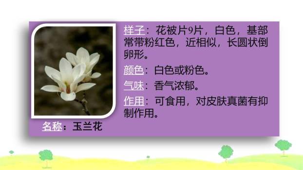 我的植物朋友PPT课件48