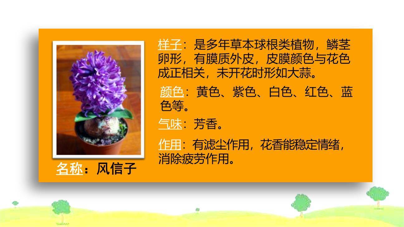 我的植物朋友PPT课件49