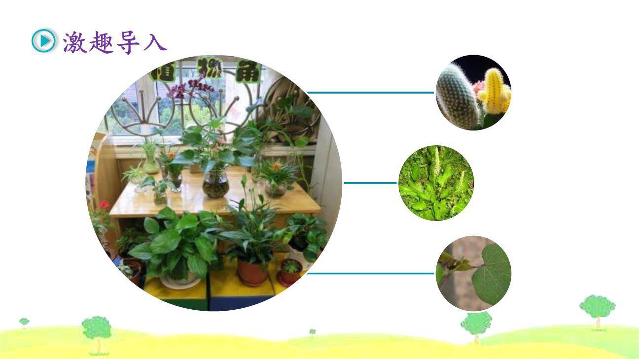 我的植物朋友PPT课件42