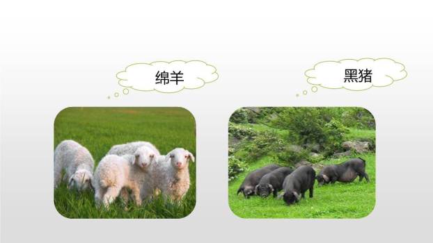 牧场之国PPT课件27