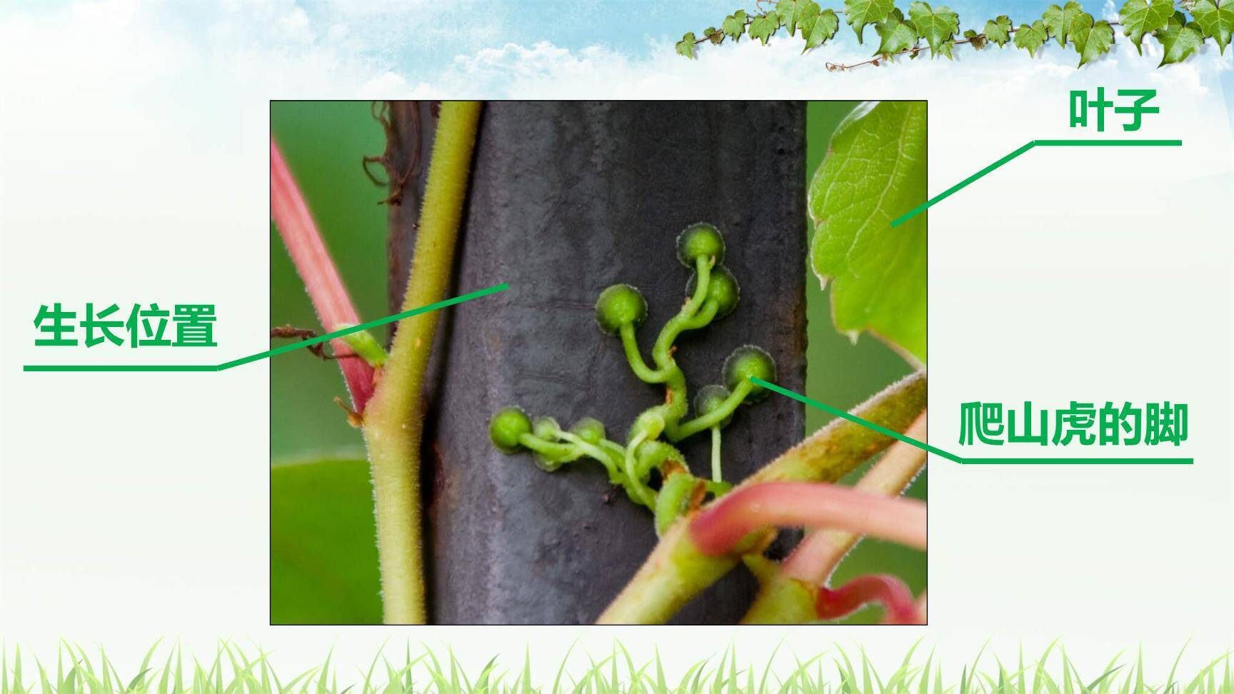 爬山虎的脚PPT课件38