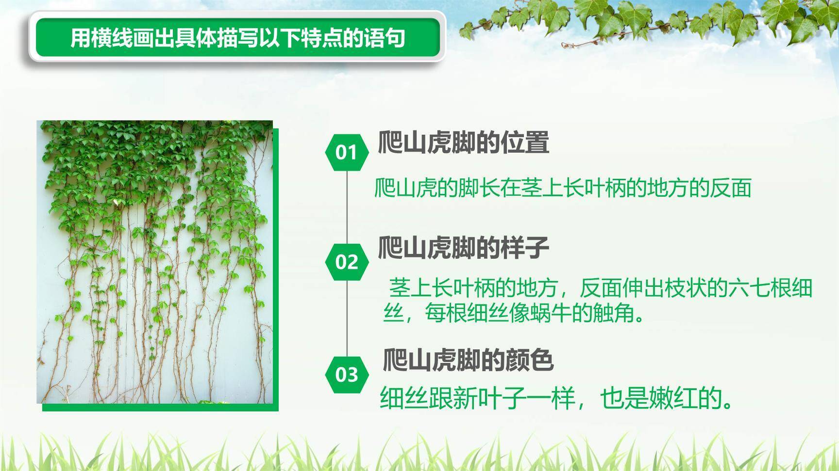 爬山虎的脚PPT课件39