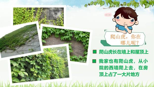 爬山虎的脚PPT课件35