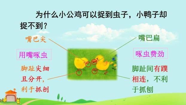 小公鸡和小鸭子PPT课件88