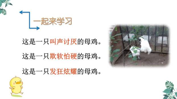 母鸡PPT课件22