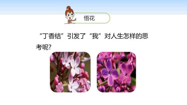 丁香结PPT课件22