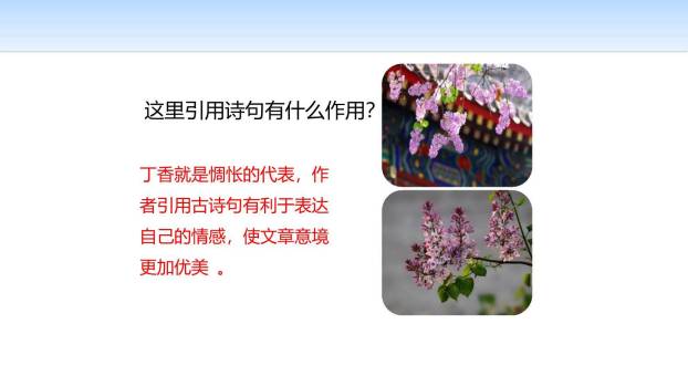 丁香结PPT课件24