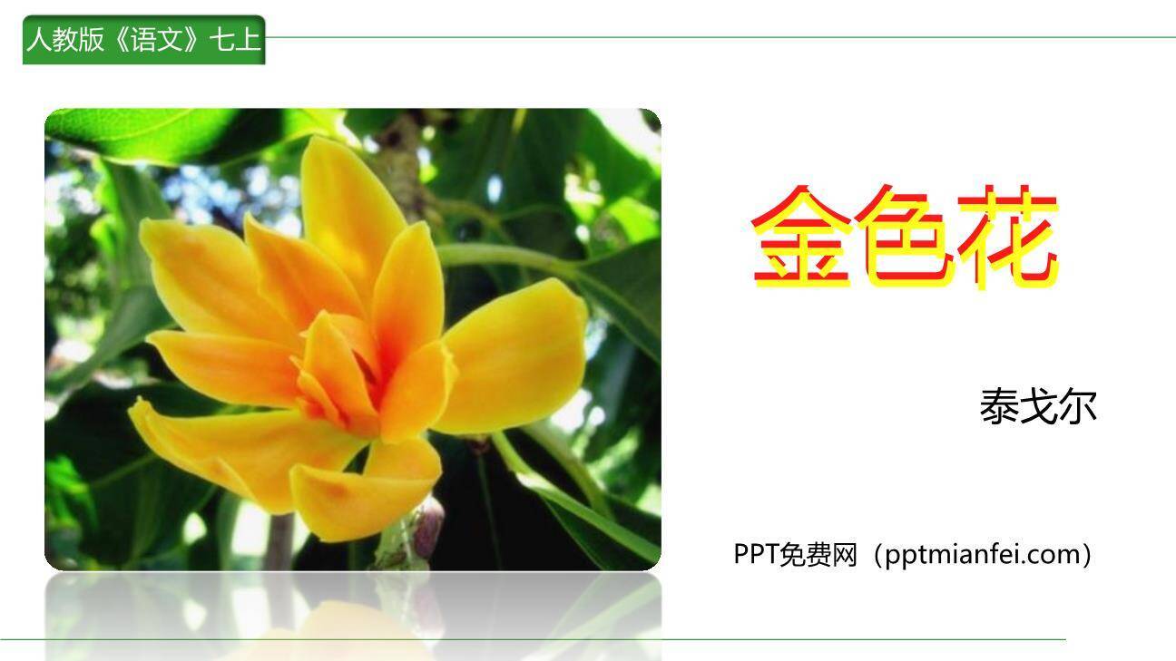金色花PPT课件30