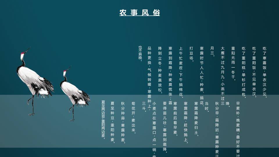 寒露节气传统文化PPT模板8