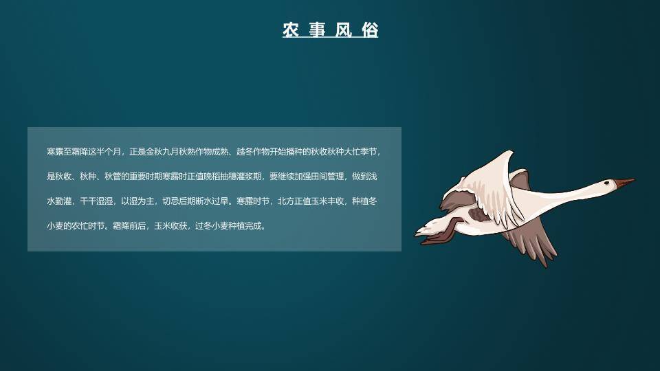 寒露节气传统文化PPT模板3