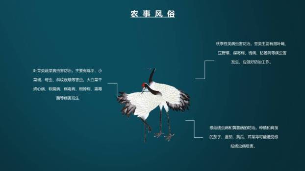 寒露节气传统文化PPT模板5