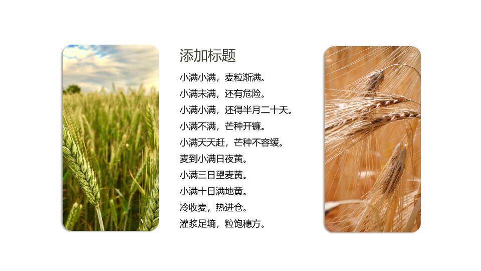 小满节气传统文化PPT模板8