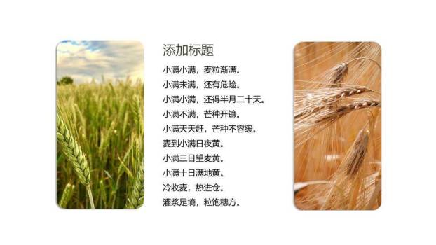 小满节气传统文化PPT模板8