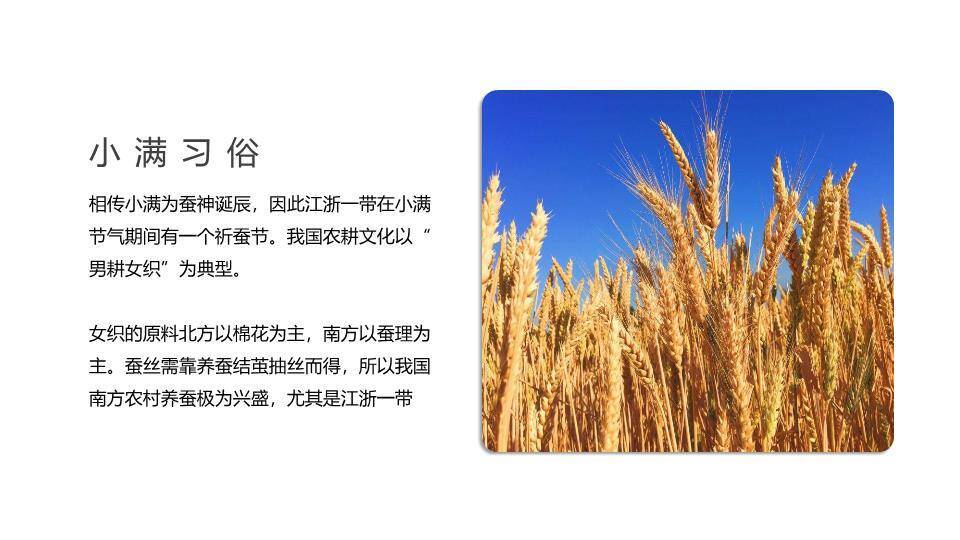 小满节气传统文化PPT模板1