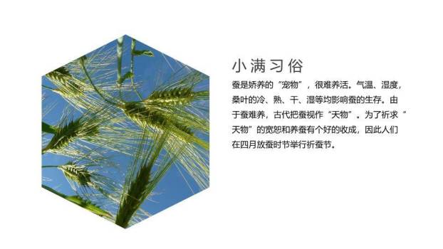 小满节气传统文化PPT模板2