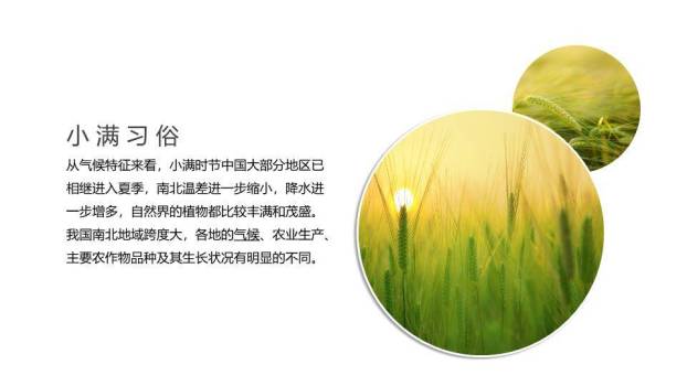 小满节气传统文化PPT模板3