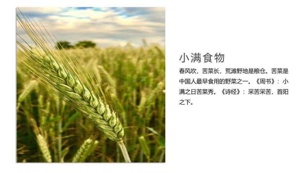 小满节气传统文化PPT模板5