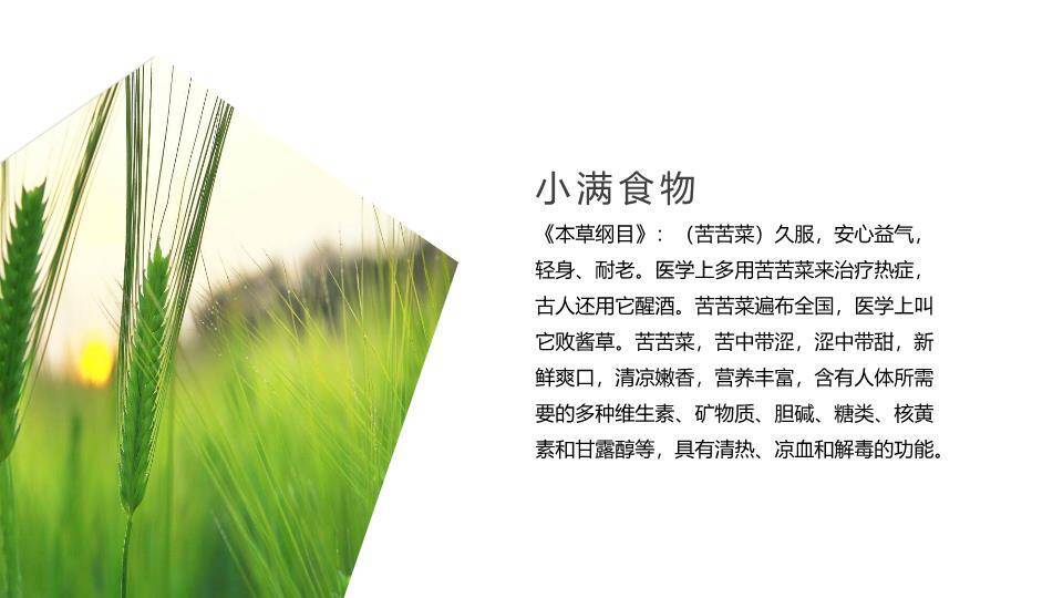 小满节气传统文化PPT模板6
