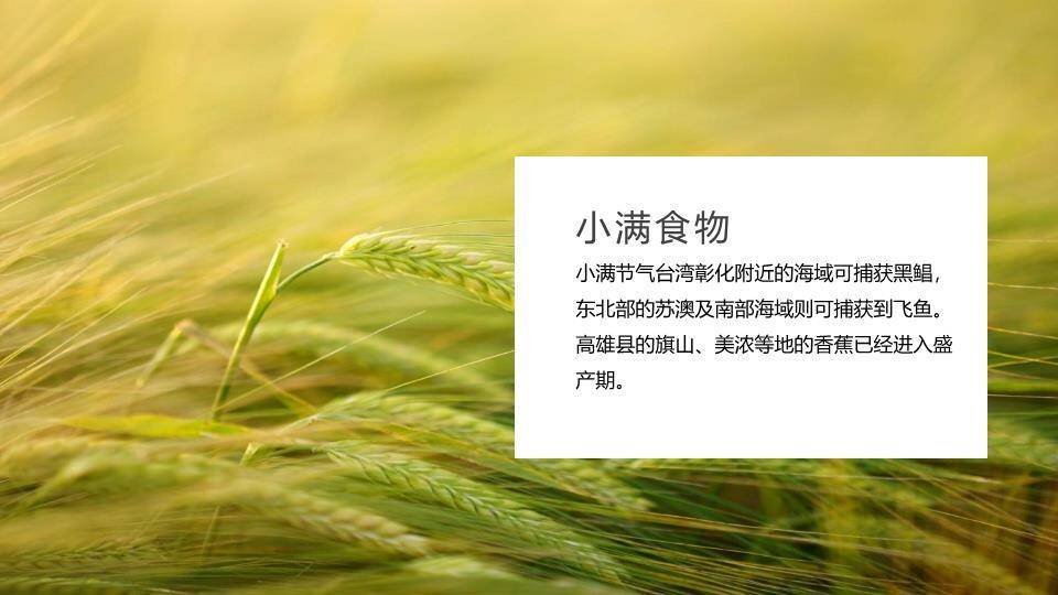 小满节气传统文化PPT模板7