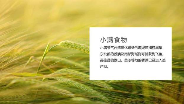 小满节气传统文化PPT模板7