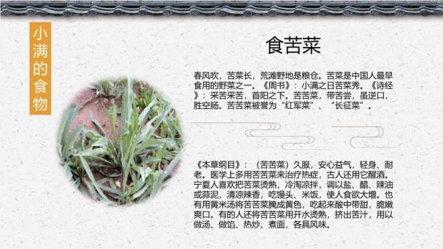 小满节气主题PPT模板4