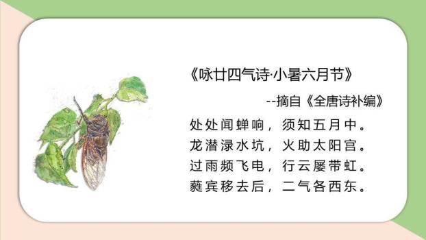 小暑节气荷花初绽PPT模板8