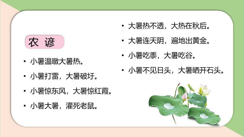 小暑节气荷花初绽PPT模板7