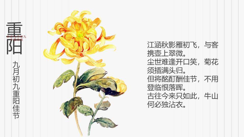 重阳节登高赏菊PPT模板5