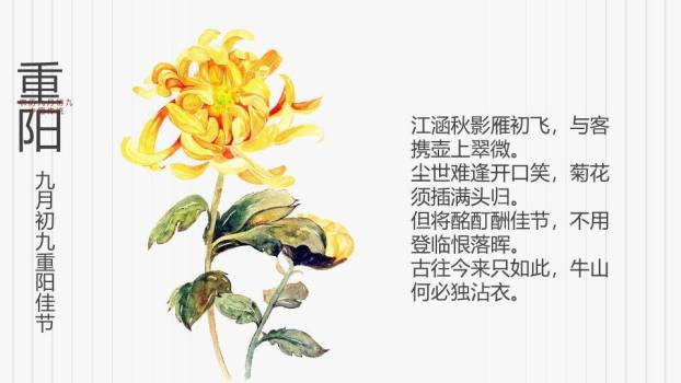 重阳节登高赏菊PPT模板5