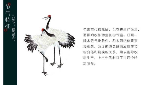 寒露节气露珠静谧PPT模板2