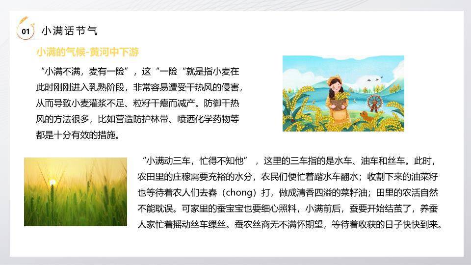 小满节气麦穗金光PPT模板1
