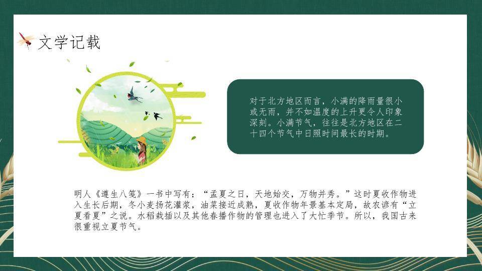 小满节气麦穗雅韵PPT模板9