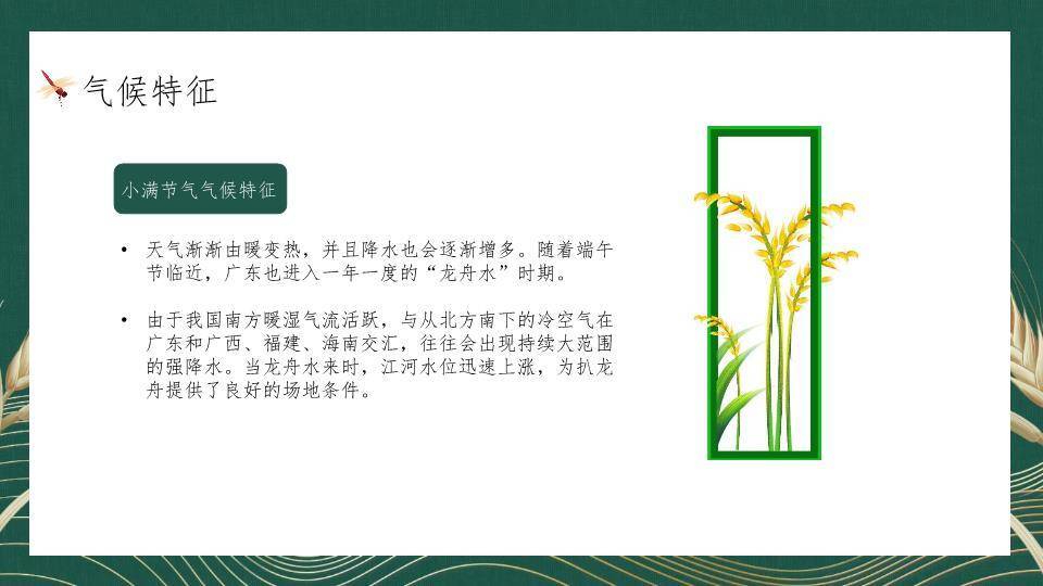 小满节气麦穗雅韵PPT模板2
