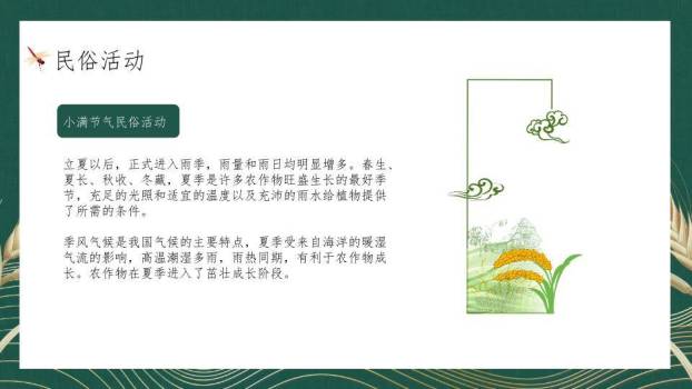 小满节气麦穗雅韵PPT模板4