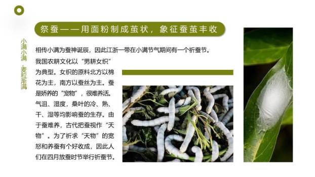 小满节气农耕田园PPT模板4