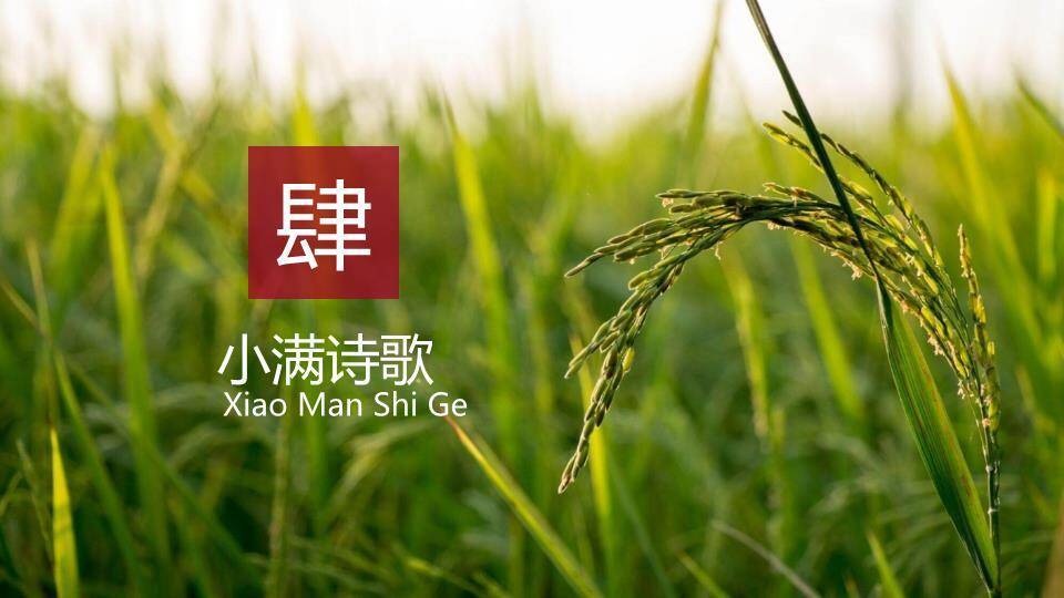 小满节气梯田风光PPT模板9