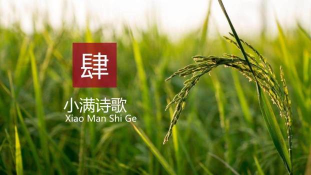 小满节气梯田风光PPT模板9