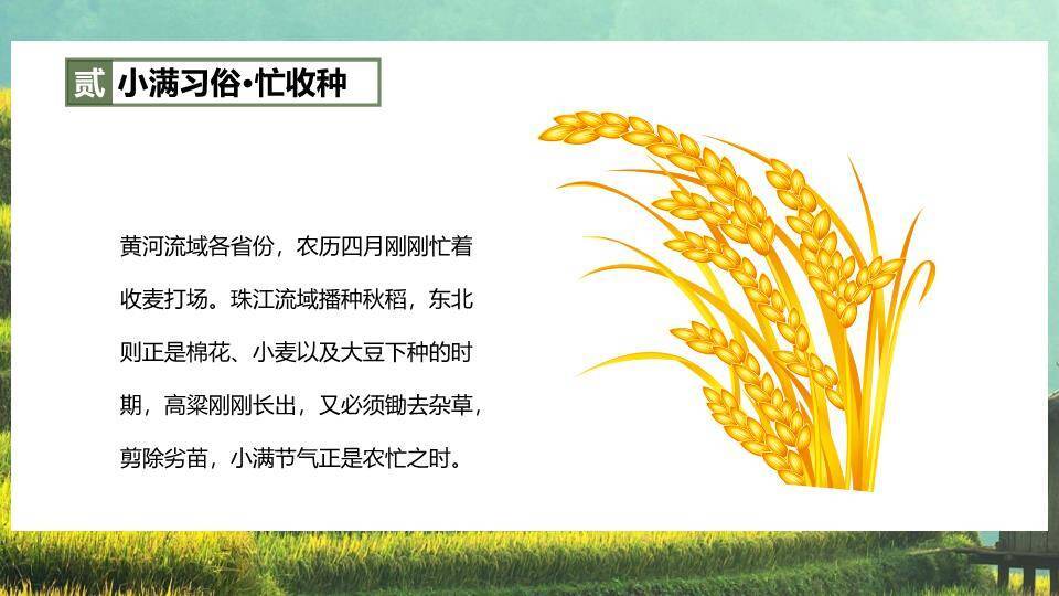 小满节气梯田风光PPT模板4