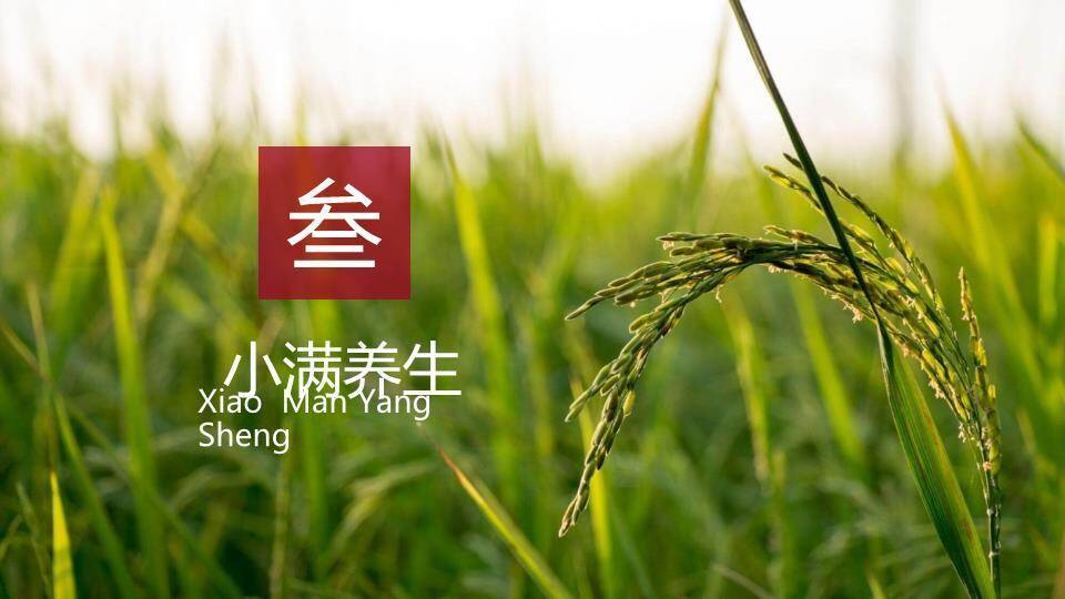 小满节气梯田风光PPT模板5