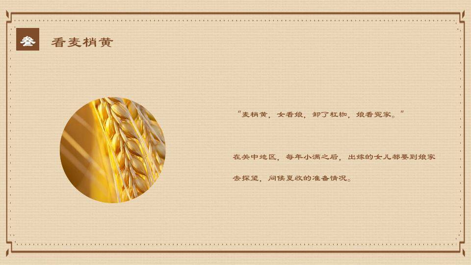 小满节气麦穗雅韵PPT模板7