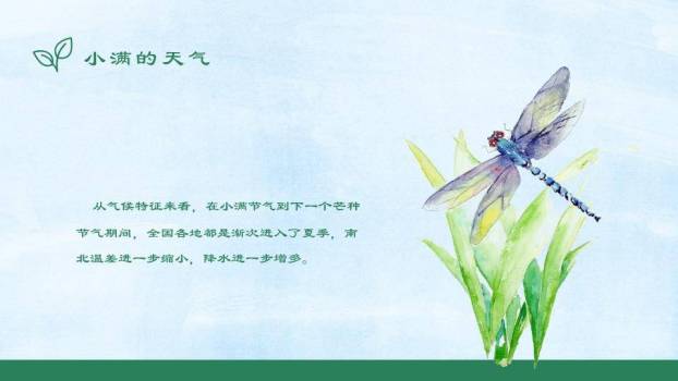 小满节气麦浪飞鸟PPT模板1