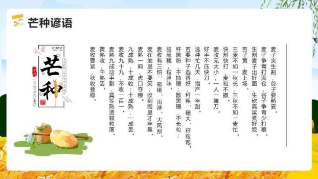 芒种节气麦浪稻草人PPT模板9