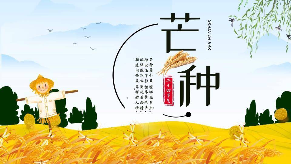 芒种节气麦浪稻草人PPT模板0