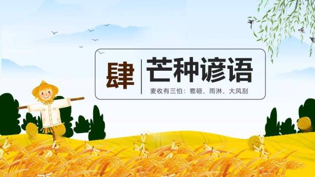 芒种节气麦浪稻草人PPT模板7