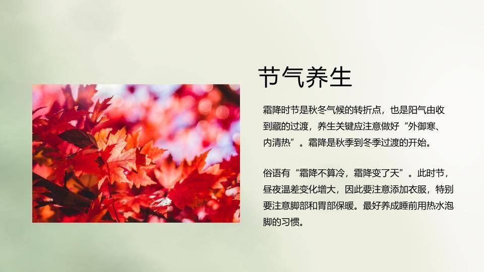 霜降节气柿子秋景PPT模板8