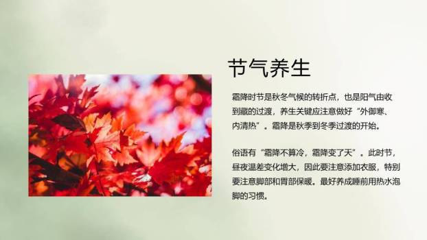 霜降节气柿子秋景PPT模板8