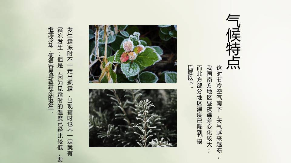 霜降节气柿子秋景PPT模板1